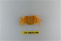 藏品(細足澤蟹)的圖片